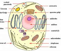 Buatlah Gambar Sel Hewan Beserta Keterangannya